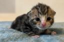 One of the 10-day-old kittens that arrived at Woodgreen Pets Charity in Godmanchester after narrowly escaping being crushed inside a van at a scrapyard.