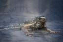 Street iguana by Richard White - the Project Digital Image of the Year