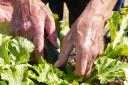 Dementia Adventure is offering gardening sessions at Jubilee Allotment