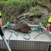 The deer was rescued from the River Nene.