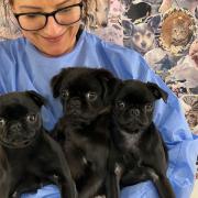 The pups - two female and one male - have been named Millie, Lilly and Billy. 