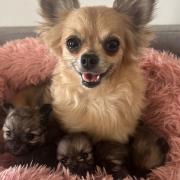 A chihuahua with her pups being cared for by Ravenswood Pet Rescue, which is seeking donations to help with an influx of animals.