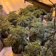 An £87,000 cannabis factory was uncovered in Wisbech St Mary thanks to police tip-off from a delivery driver.