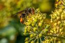 An Asian hornet taking nectar from an Ivy flower head (Alamy/PA)