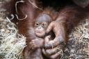 Campaigners fear the impact the Batang Toru dam will have on critically-endangered orangutans (Michael Holmes/PA)