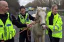 The road was temporarily closed while police brought the horse to safety.