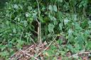 Fenland District Council is offering advice on how to tackle Japanese Knotweed.