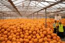 Pumpkins being sorted and stored at Oakley Farms near Wisbech, one of Europe's biggest suppliers