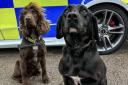 PD Sid and PD Luna - were on hand to help officers with the warrant in Turnpike Close, Wisbech.