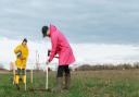 4,000 smaller trees and 80 larger ones will be planted in areas of Fenland thanks to £48,500 worth of funding.
