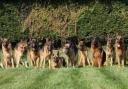 The fundraiser, which has a £25,000 target, aims to give these Iolanda German Shepherd dogs a new home as Iolanda Kennels in Wisbech is up for sale.