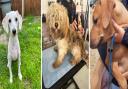 Some of the young dogs that have been abandoned in Fenland in recent months, leading to fears puppies are being bred and dumped when owners fail to sell them.