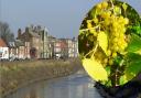 Grapes have been found growing wild near the river in Wisbech