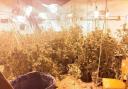 A cannabis factory with plants worth up to £225,000 was uncovered at an abandoned building in Murrow near Wisbech.
