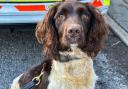 Police Dog Walton helped officers seize a number of items.