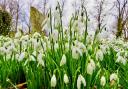 Beautiful snowdrops from Gerry Brown.