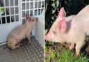 A member of the public flagged down police in Mount Pleasant Road, Wisbech, on Saturday morning after they found a pig in a front garden.