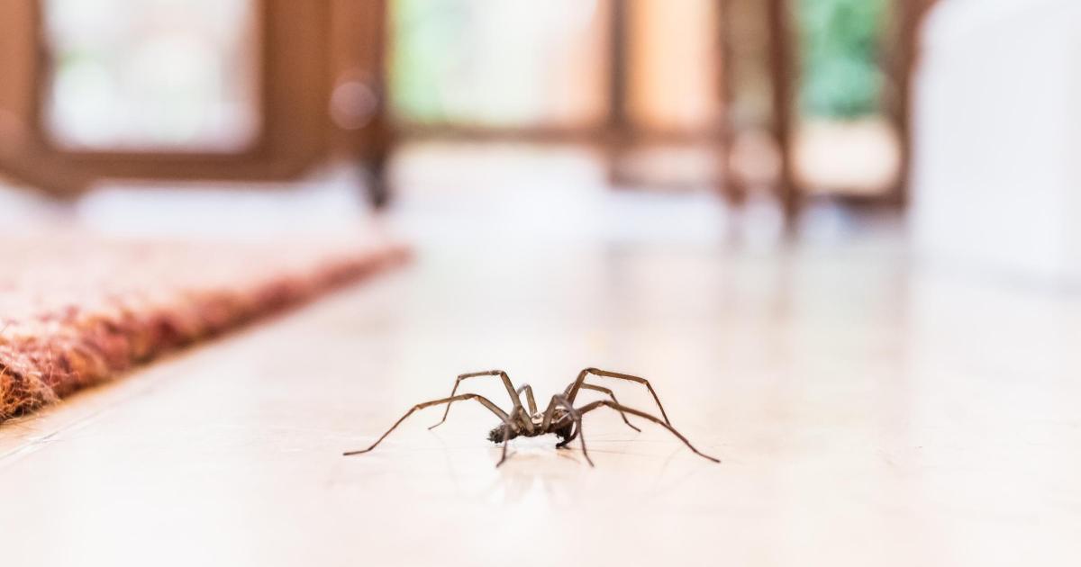 How to keep spiders out of your home in the UK this summer - Vimarsana News