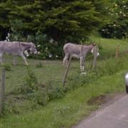 Google Streetview images from June 2016 appear to show the two donkeys grazing on the grassland.