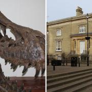 Stan is one of the stars of the show at Wisbech Museum – he's the life-size replica of a Tyrannosaurus Rex skull