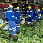 The government's seasonal workers pilot scheme has been extended to permit 30,000 migrant fruit, vegetable and salad pickers to work on UK farms in 2021
