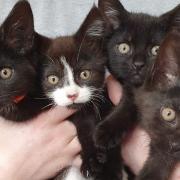 Sheba, who received specialist pregnancy care thanks to Wood Green, and her kittens.