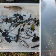 Investigators found that the watercourse had been polluted for 1.6 km and that at least 2,413 fish died.