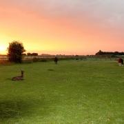 Wisbech Llama farm, with stunning sunrises over the Cambridgeshire fields.