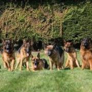 The fundraiser, which has a £25,000 target, aims to give these Iolanda German Shepherd dogs a new home as Iolanda Kennels in Wisbech is up for sale.