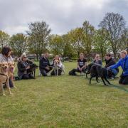 One of Britain’s largest labrador puppy litters, born in Wentworth near Ely, have been reunited for the first time after their birth last year.