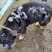 A bulldog was found abandoned in a garden in Marshland St James