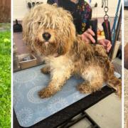 Some of the young dogs that have been abandoned in Fenland in recent months, leading to fears puppies are being bred and dumped when owners fail to sell them.
