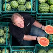 Nick Molesworth, manager of Oakley Farms in Wisbech stands amongst the watermelons at the Wisbech farm which has grown an estimated 11,000 watermelons this year.