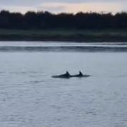 Charlie Racher spotted dolphins in the River Ouse last week