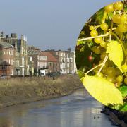Grapes have been found growing wild near the river in Wisbech