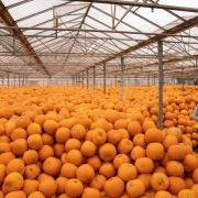 Pumpkins being sorted and stored at Oakley Farms near Wisbech, one of Europe's biggest suppliers