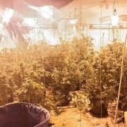 A cannabis factory with plants worth up to £225,000 was uncovered at an abandoned building in Murrow near Wisbech.