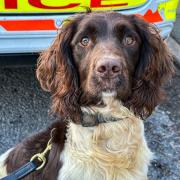 Police Dog Walton helped officers seize a number of items.
