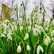 Beautiful snowdrops from Gerry Brown.