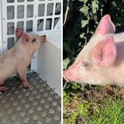 A member of the public flagged down police in Mount Pleasant Road, Wisbech, on Saturday morning after they found a pig in a front garden.