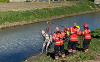 Magenta was rescued from the river by Cambridgeshire Fire and Rescue Service.